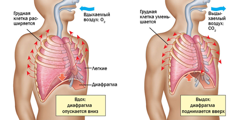 Дыхание диафрагмой схема